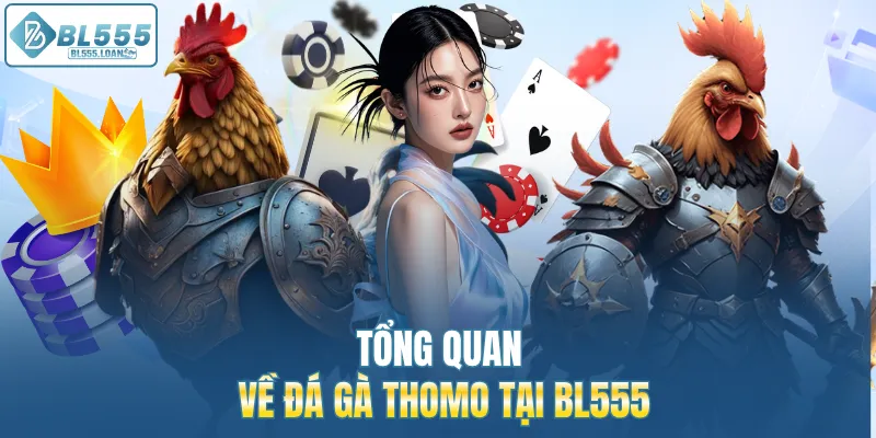 tổng quan về đá gà thomo mới nhất 